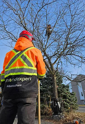 Élagage Longueuil