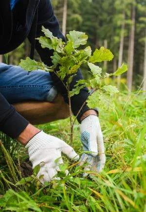 Plantation d'arbres Granby Bromont